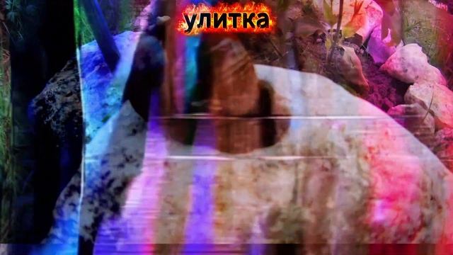 УЛИТКА(часть10) смотреть онлайн