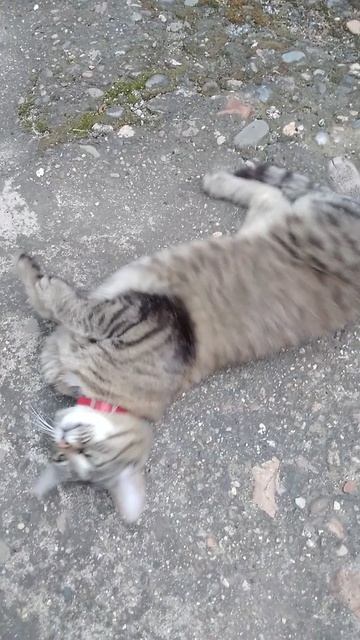 Кошка Мурка смотреть онлайн