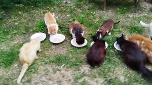 Совместная трапеза 😽😺😽🥣👨🍳