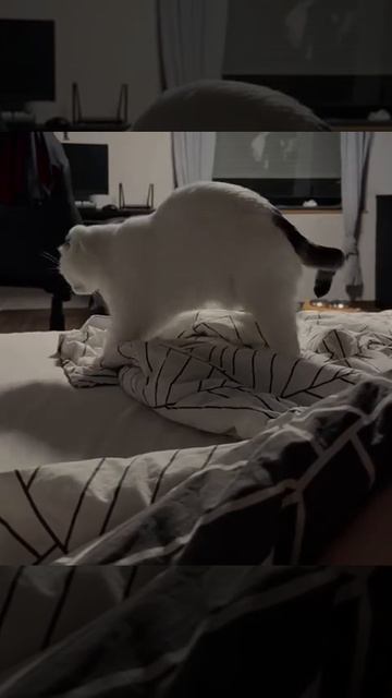 🐈тыгдык
