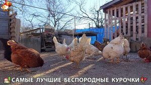 Курочки дворовые селяночки лучшие беспородные несушки 🥚 (21)
