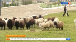 Животноводство за колючей проволокой