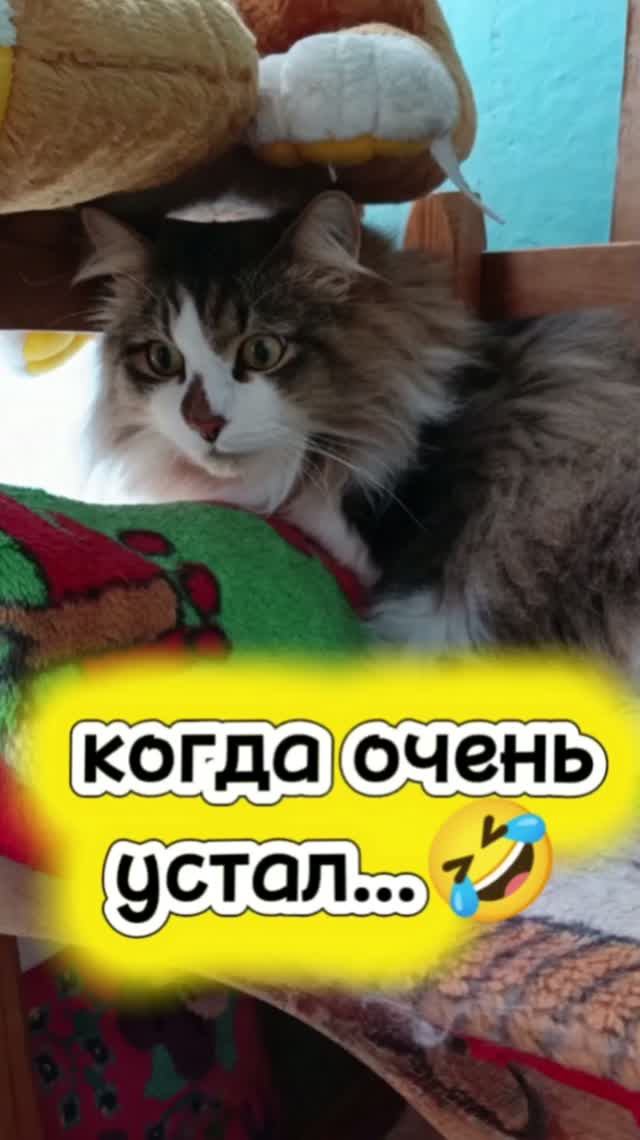 Кошки с озвучкой 🤣