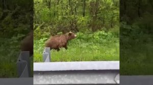 🐻Бурых медведей могут разрешить отстреливать в Московской области — из-за резкого увеличения популя