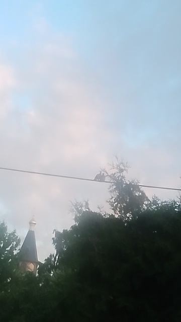 Голуби целуются на проводах 😶