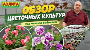 ОБЗОР ЦВЕТОВ. Над чем мы работаем.