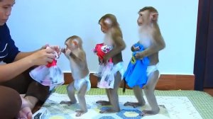 Одевать обезьянок ДЕЛО ОТВЕТСТВЕННОЕ Как малые дети УЛУЧШИТЕЛЬ НАСТРОЕНИЯ