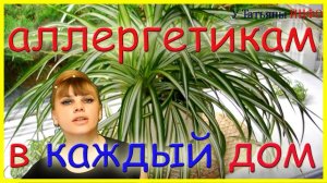 Весомые ПРИЧИНЫ, по которым ЭТО растение должно быть в каждом доме!!!