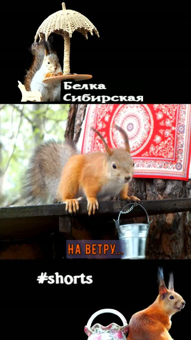 Белка пьет в порывах ветра