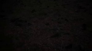Микология для сна 💤💤💤