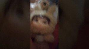 195.mp4