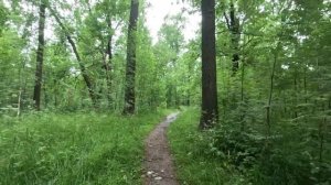 ищу выход из леса серия 55