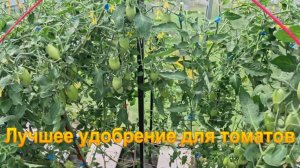 «Томаты удобряю только этим удобрением.»#сад#огород#дача
