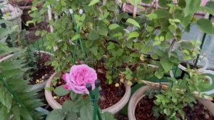 Прогулка по горшечному садику с розами 💐19 июня 26г🌿