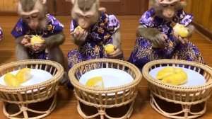 Обезьянки едят КАКОЙТО ПЛОД веселят народ ПОСМОТРИТЕ  НАПИШИТЕ