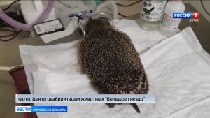 В «Большом гнезде» помогают самцу ежа