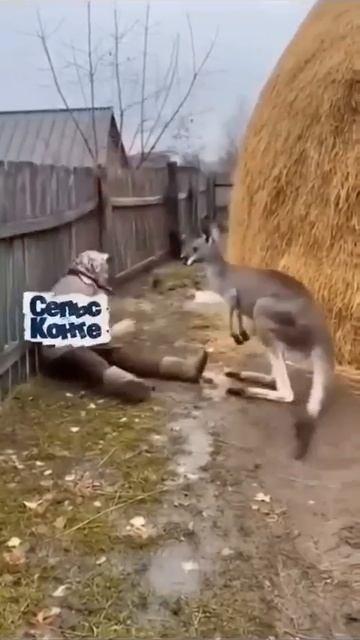 Сельский юмор