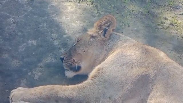 AVAH0083-20.06.2026-Видео от Ивана