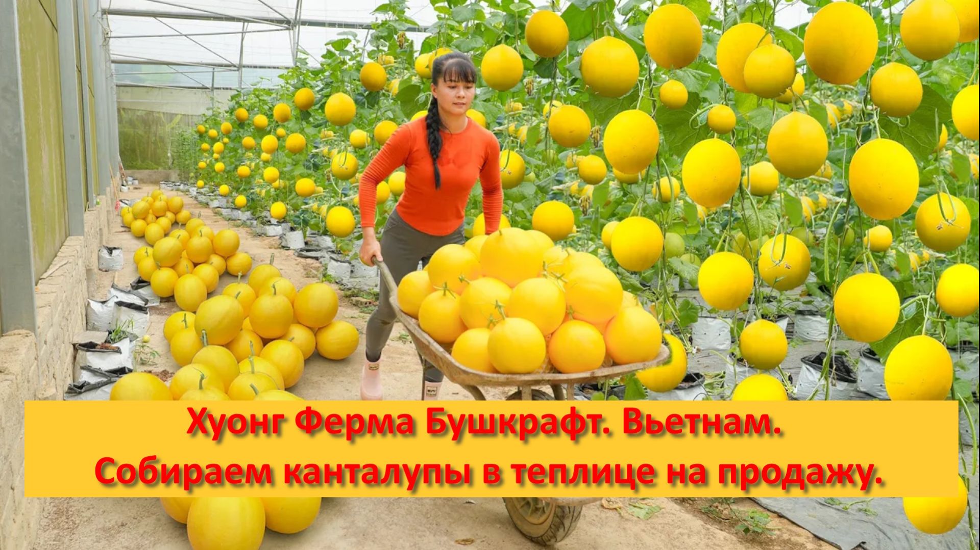 Хуонг Ферма Бушкрафт. Вьетнам. Собираем канталупы в теплице на продажу. смотреть онлайн