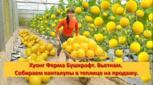 Хуонг Ферма Бушкрафт. Вьетнам. Собираем канталупы в теплице на продажу.