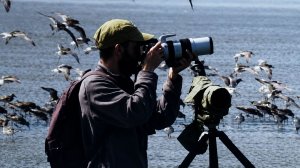 Новые виды птиц выявлены бердвочерами за последний год в Казахстане