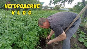 Опять дождь поливает. Первый в этом году урожай картошки. 13 - 14.06.26