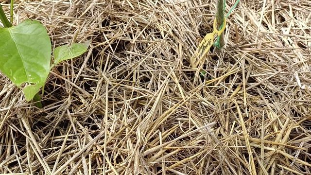 В этом году часть грядок замульчировала соломой смотреть онлайн