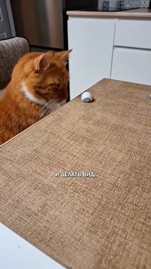 Готовность к коту