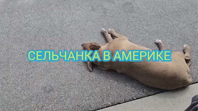Сельчанка в Америке НЕОЖИДАЛА ТАКОЙ ВСТРЕЧИ