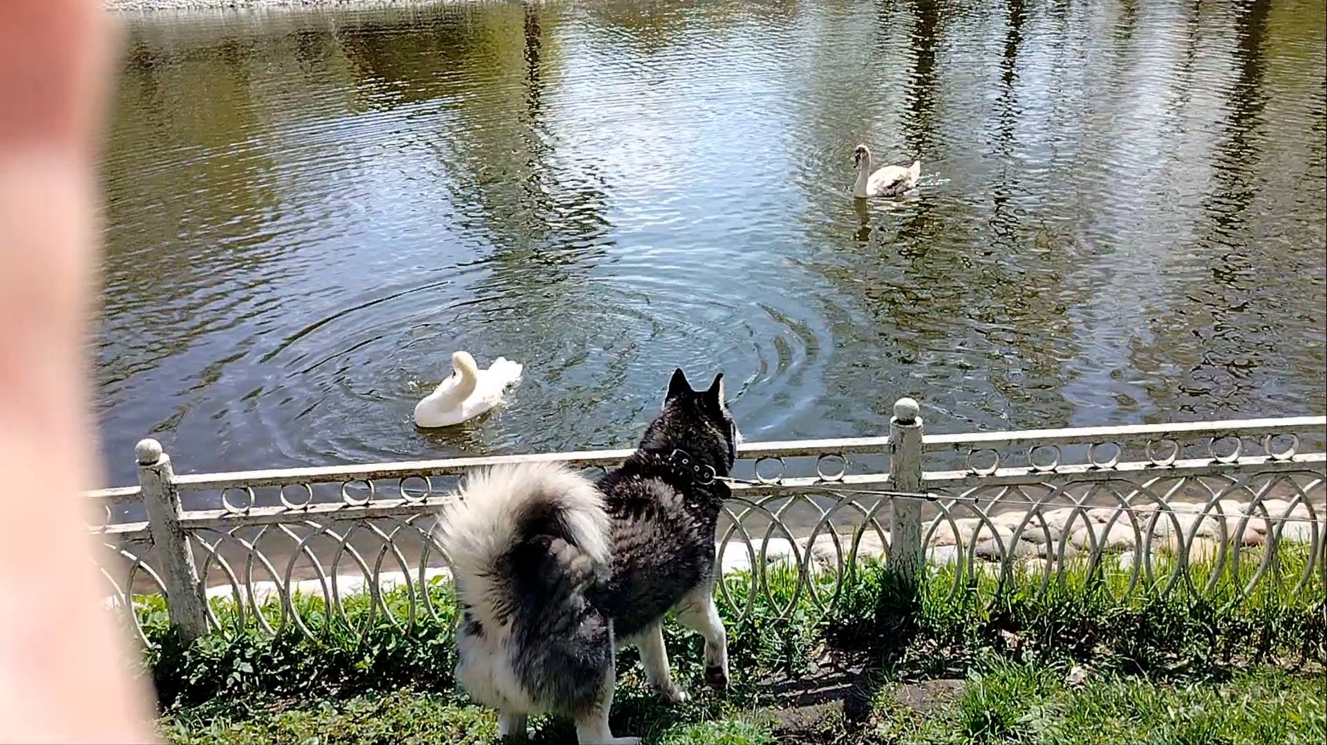 Я тоже хочу купаться
