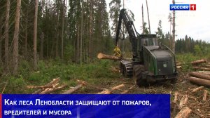Как леса Ленобласти защищают от пожаров, вредителей и мусора