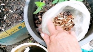 Цветы в маленьком дворике часть 2🌸