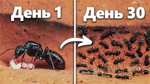 Моделирование Муравьиной Колонии В Течение 30 Дней