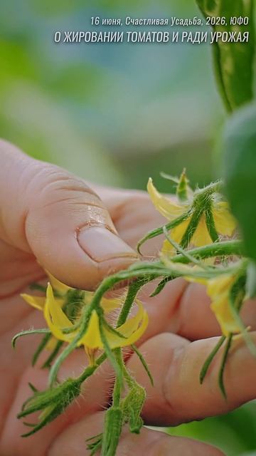 Сколько кистей даст жирующий томат?  #огород #сад #дача #томаты  #garden  #обзордачи