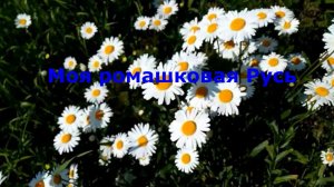 Моя ромашковая Русь