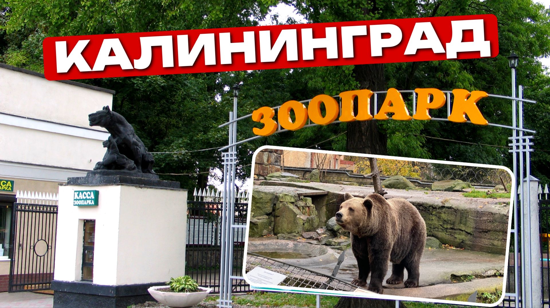 ЗООПАРК Калининграда | Куда сходить в КАЛИНИНГРАДЕ? | Что посмотреть? | 4K