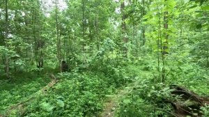 ищу выход из леса серия 33