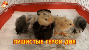 Цыплята под лампой 12 часов от роду, все разные и ничего не понимают (3)