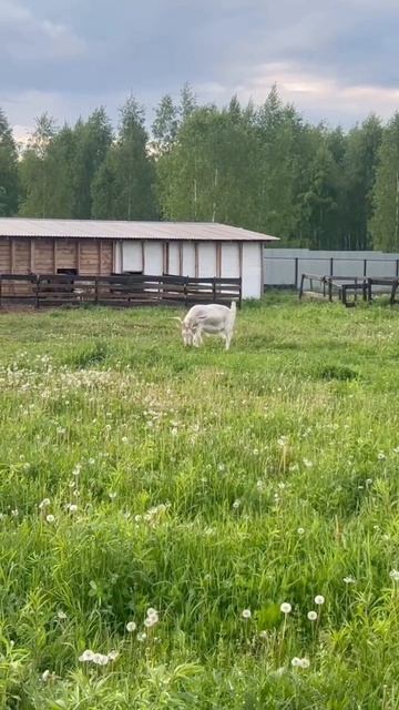 Вася на прогулке ☺️🌱 #приютСудьба #приютдляживотных #животные #козел