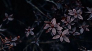 Dolphin - Vesna (Meleshkin Remix)