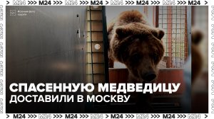 Медведицу Майку спецрейсом доставили в Москву из Приморья - Москва 24