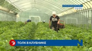 В Комсомольском районе фермер удвоит урожай клубники за 10,5 млн рублей гранта