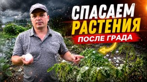 Как спасти повреждённые градом растения.