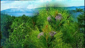 Поэзия по зову души