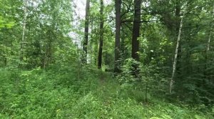 ищу выход из леса серия 29