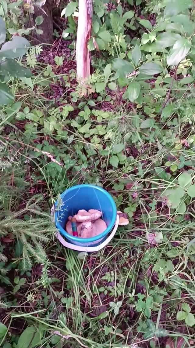 ВЫЛАЗКА ЗА ГРИБАМИ