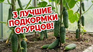 Увеличиваем урожай огурцов! Подкормки от которых зависит урожай!