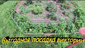 «Виктория не займет на участке много места.»#сад#огород#дача