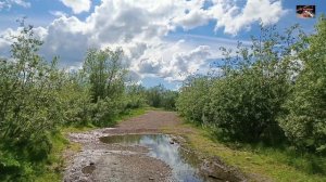 Воркута. 19.06.26. Стадион, ул. Энергетиков. В Воркуте зацвела черемуха.