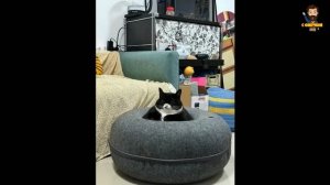 Смешные видео